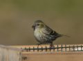 Carduelis spinus